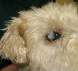 Dog With Bilateral Diabetic Cataracts